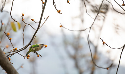 The beautiful, vibrant white checked barbet perched on a branch laden with ripe, yellow fruits. The birds bright plumage contrasts beautifully against the warm, natural tones of the background. 