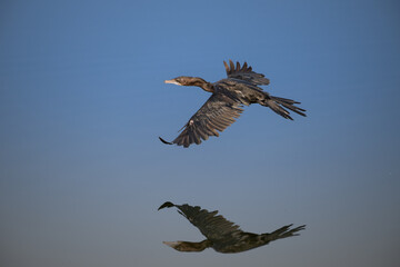 The beautiful cormorants bird flying against a clear blue sky. The birds wings are spread wide, the sunlight casts a shadow of the bird on the water below, creating a mirror image of the birds flight.