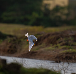 The beautiful, vibrant, graceful  River tern soars through the air above a tranquil body of water. The birds wings are spread wide. The background is blurred with blue water and green foliage.