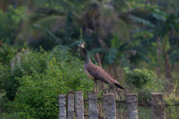 The beautiful, vibrant peahen standing on a fence against a backdrop of lush green foliage.
