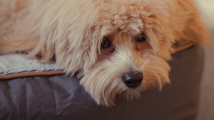 Portrait of an untrimmed Maltipoo dog indoors, capturing its natural look.