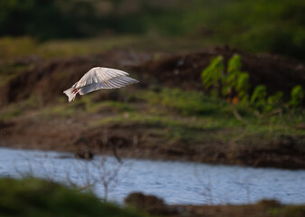 The beautiful, vibrant, graceful  River tern soars through the air above a tranquil body of water. The birds wings are spread wide. The background is blurred with blue water and green foliage.