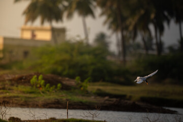 The beautiful, vibrant, graceful  River tern soars through the air above a tranquil body of water. The birds wings are spread wide. The background is blurred with blue water and green foliage.