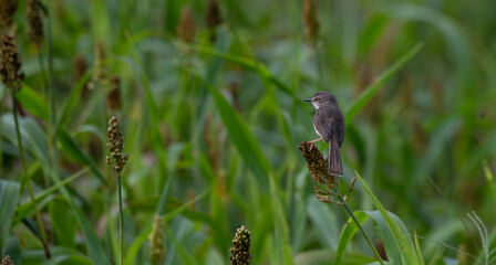 The beautiful Rufescent prinia  bird perches on a stalk of millet in a field of green foliage. The...