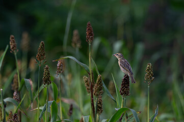 The beautiful streaked weaver bird perches on a stalk of millet in a field of green foliage. The...