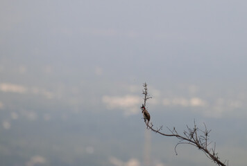 The beautiful Red whiskered bulbul perched on a thorny branch against a light color background.