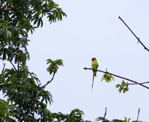 The beautiful , vibrant plum head parakeet perched on a bare branch against a light gray sky. It is surrounded with green leaves.