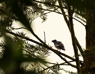 The beautiful forest myna perched on a tree branch with a black head and body with yellow beak. The background is blurred green and white sky.