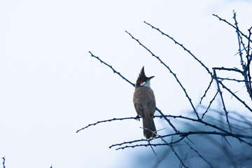 The beautiful Red whiskered bulbul perched on a thorny branch against a light color background.