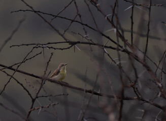 A small, long curved beak sunbird perched on a thin, thorny branch. The background is blurred, suggesting a shallow depth of field.