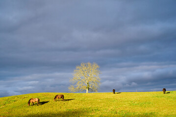 Caballos pastando en monte verde bajo cielo nublado