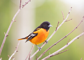 Male Baltimore Oriole in the springtime perched on a tree