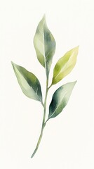 Obraz premium Delicate Watercolor Botanical Leaf Illustration