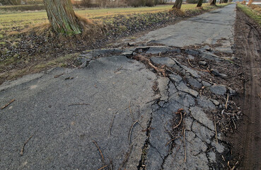 asphalt pavement is built too close to the old poplars, which gradually destroy the road surface...