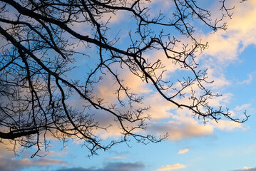 Ramas sin hojas en silueta sobre cielo de atardecer