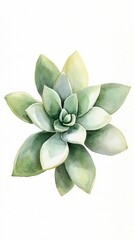 Delicate Watercolor Succulent Art Print