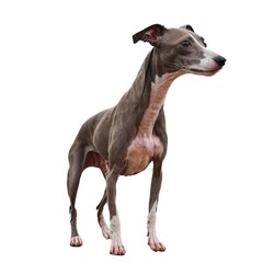 Obraz premium Whippet Dog Standing Still with Focused Gaze and Silky Smooth Coat. Sighthound dog standing against white background.