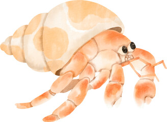 watercolor hermit crab © Je