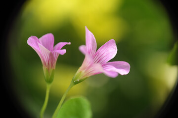 Fototapeta premium Piante e fiori