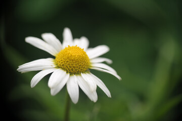 Obraz premium Piante e fiori