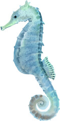 watercolor seahorse © Je