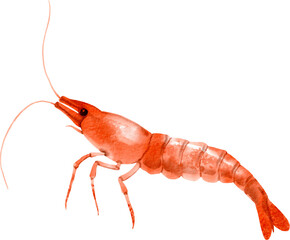 watercolor shrimp