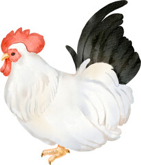 watercolor chicken