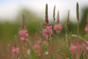 fiori rosa di lupino selvatico in un campo al tramonto