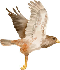 watercolor hawk