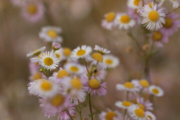 Fototapeta premium fiori bianchi in inverno nel bosco