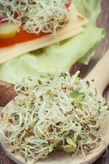 Alfalfa and radish sprouts and wholegrain sandwich with cheese, vegetables and sprouts. Source vitamins and minerals