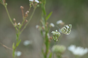 una farfalla pontia edusa al tramonto