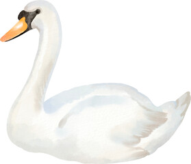 watercolor swan © Je