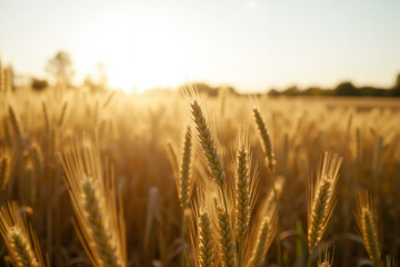 Golden wheat field under warm sunset glow