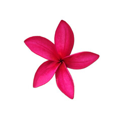 pink flower isolated on transparent background