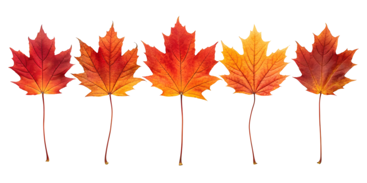 Collection of autumn leaves isolated on transparent or white background, png - Powered by Adobe