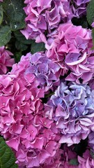Close-up of Vibrant Hydrangea Flowers: Nature-Inspired Floral Photo Wallpaper