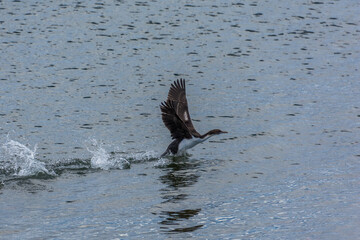 cormorant on the shore in Punta Arenas, Chile