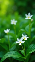 delicate white blooms amidst lush green foliage, garden, nature