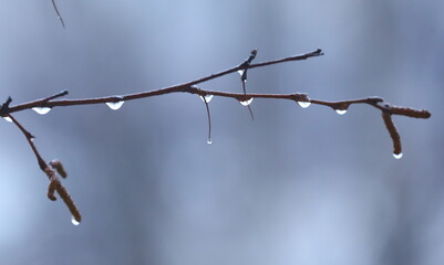 Drops of water on a tree branch