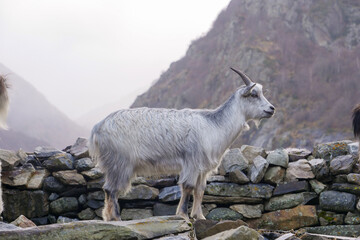 A mountain goat stands alert beside a stone wall, surrounded by rocky hills. The gentle light of...