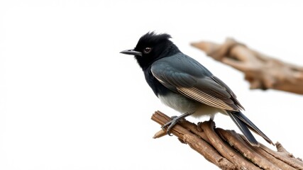Fototapeta premium Sooty-headed Bulbul on Wood - Bright, Detailed AI Art
