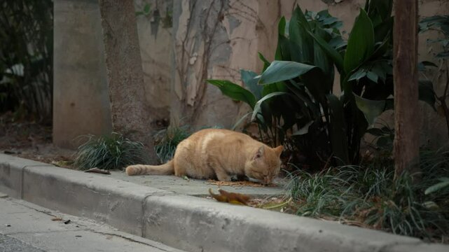 ginger street cat eating dry food outside on a sunny day