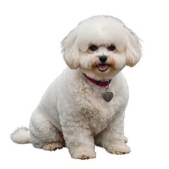 Obraz premium cute little bichon dog standing, opening mouth and growling. Adorable fluffy white bichon frise dog sitting with a curious expression. isolated on a white or transparent background.