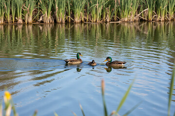 Family of ducks swimming in a serene pond surrounded by reeds and cattails