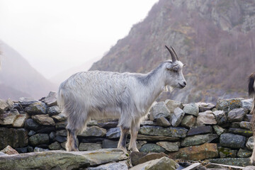 A mountain goat is seen on a rocky wall, surrounded by misty hills in a serene valley. The early morning light creates a tranquil atmosphere in the landscape.