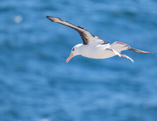Black browed albatross in flight