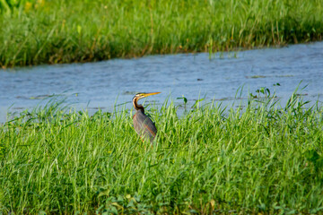 Purple heron
