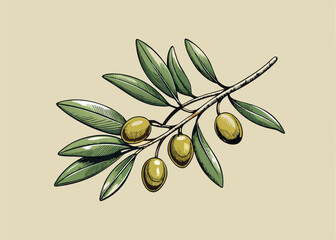 Hand-drawn olive branch with fruits and leaves in engraving style