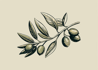 Hand-drawn olive branch with fruits and leaves in engraving style